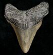 Juvenile Megalodon Tooth - South Carolina #10681-1